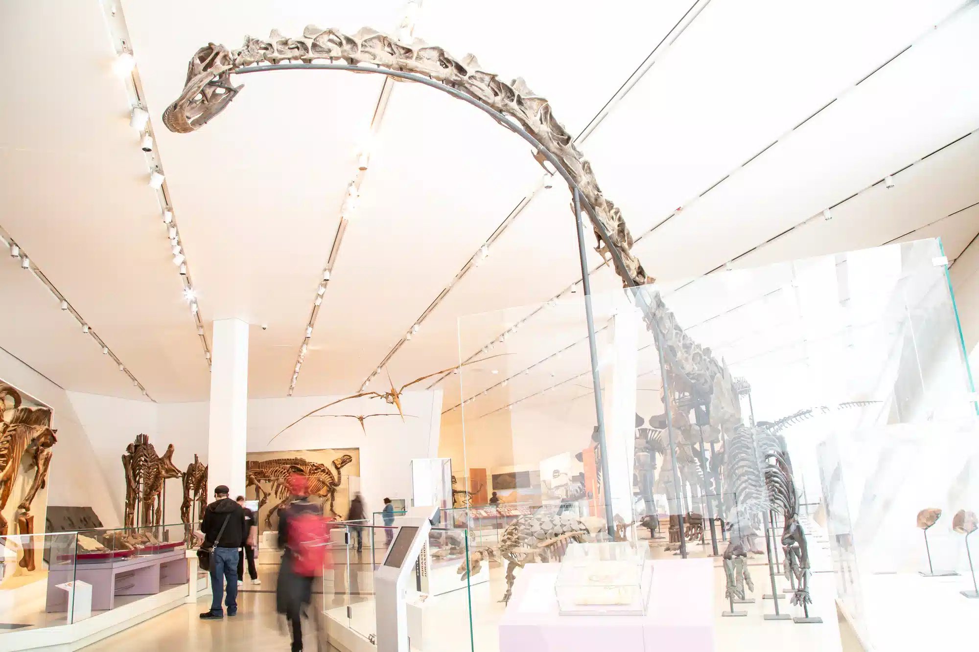 Gallery inside ROM museum