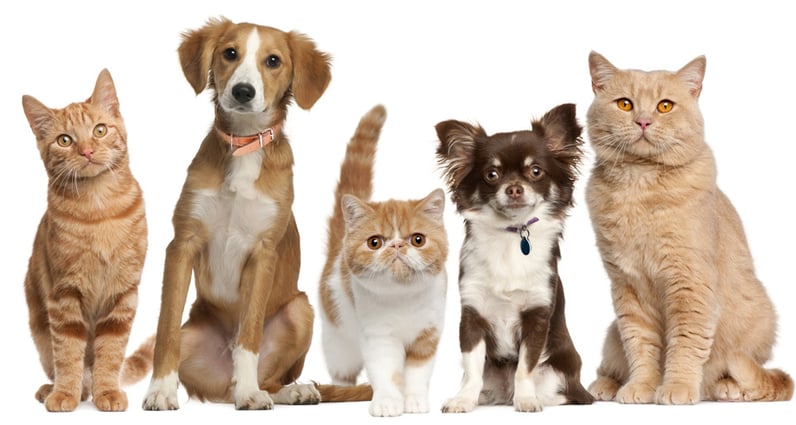 Chats et chiens posant