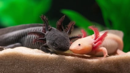 Two axolotls rubbing faces