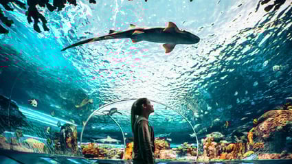 Une femme regarde un requin tigre de sable dans le tunnel d'observation sous-marin de l'aquarium de Ripley.