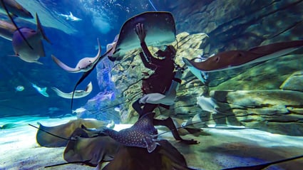 Plongeur nageant avec des raies pastenagues dans le réservoir de l'aquarium de Ripley.