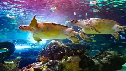 Sea turtles swimming