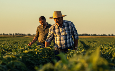 Farmers checking over their crops in their field