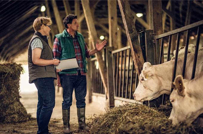 farmers discussing priorities in a barn with cows