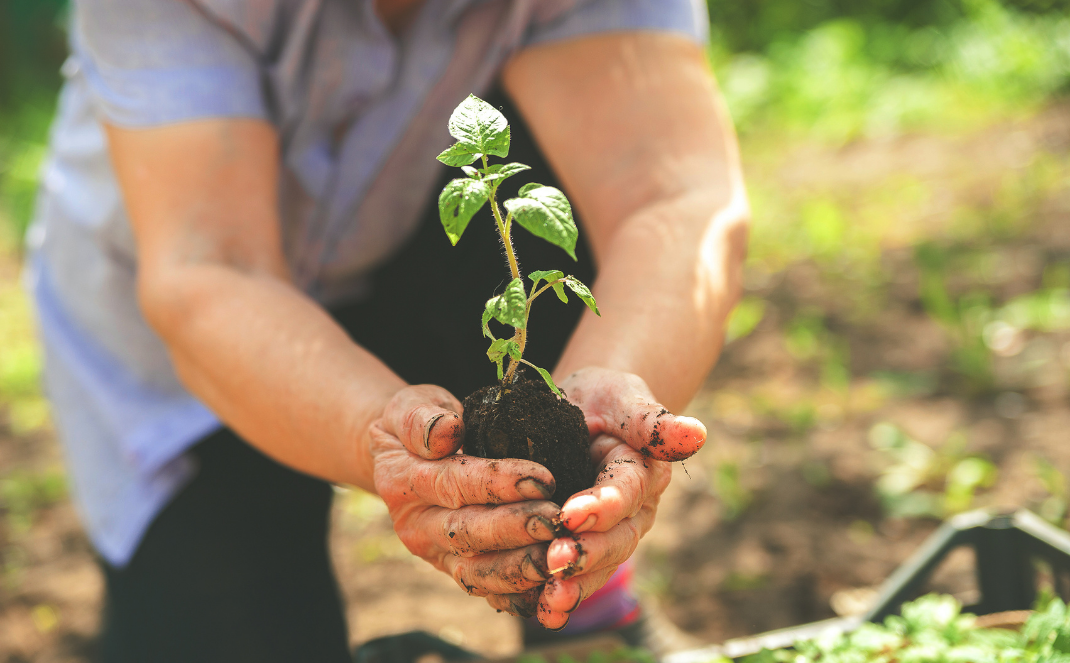 farmer planting a crop