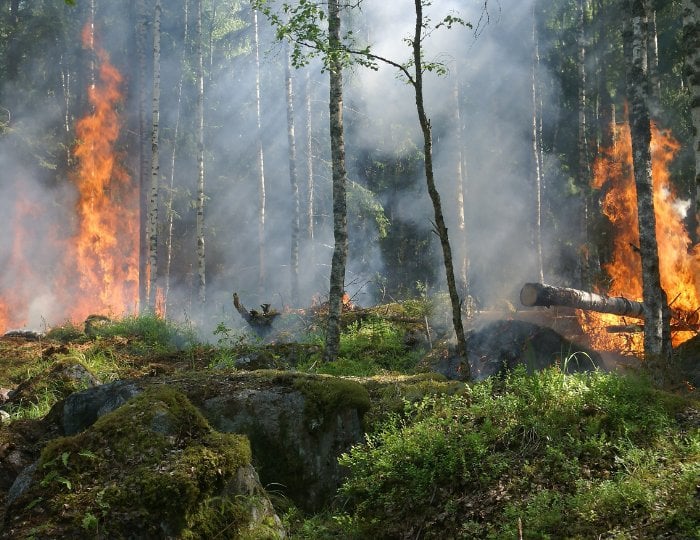 Wildfire smoke: keeping employees safe in low air quality