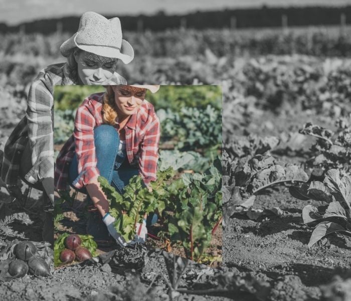 Une agricultrice plante des légumes dans sa ferme
