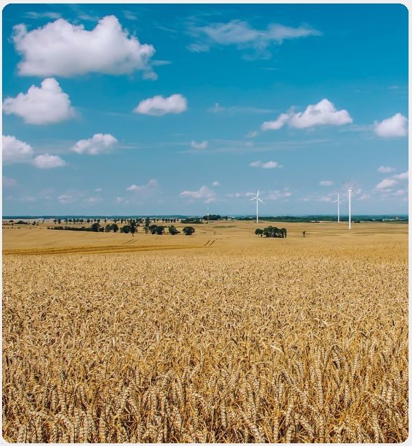 A wheat field